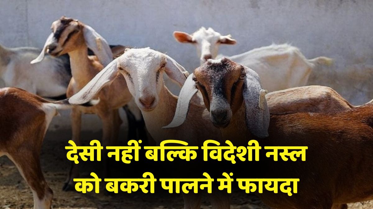 Modern Goat Farming